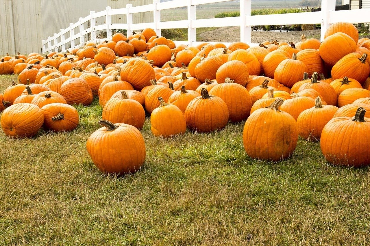 Guide to New Orleans Area Pumpkin Patches & Fall Fests