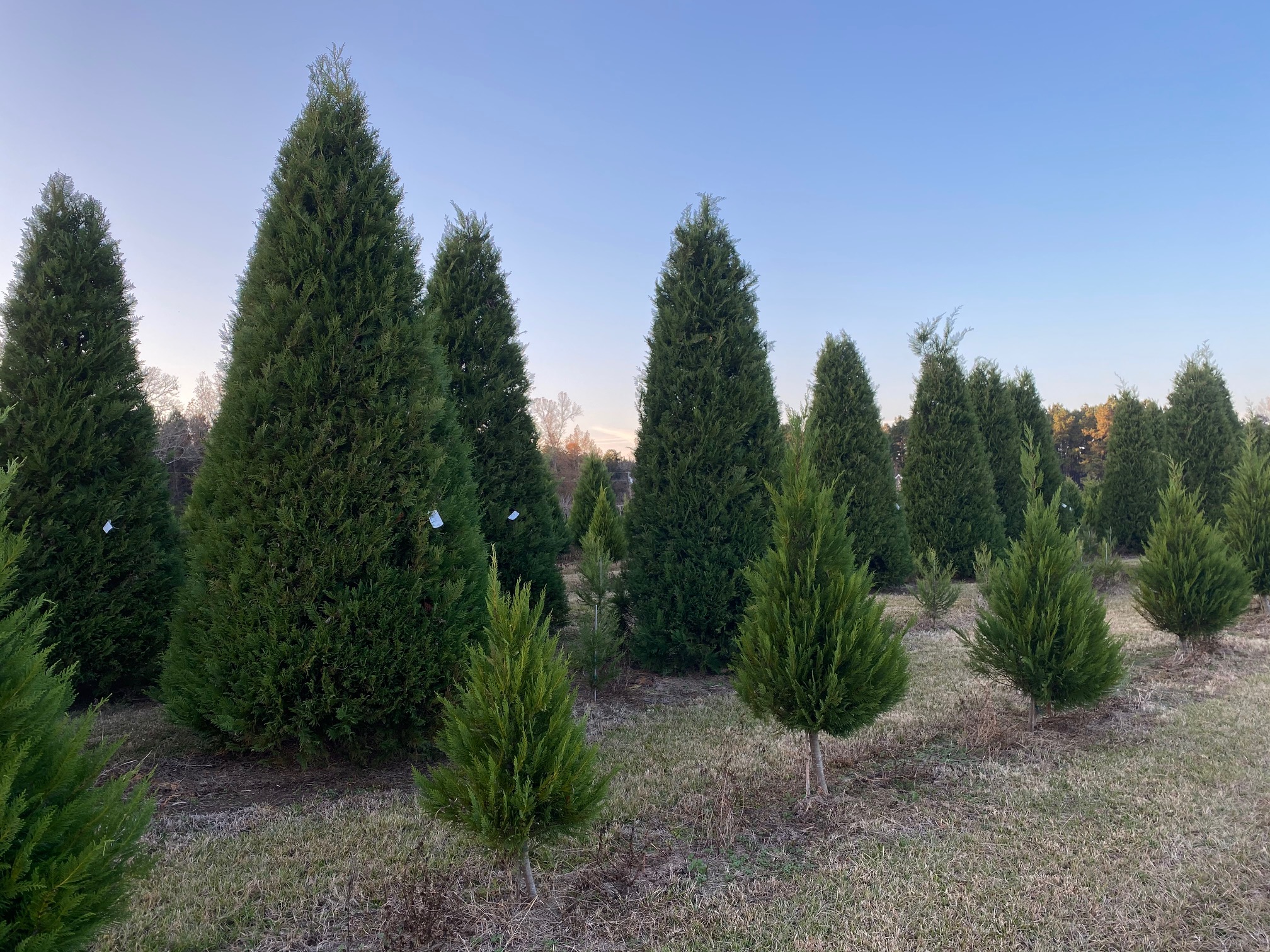 what should I bring to cut down a tree at Steele's Tree Farm?