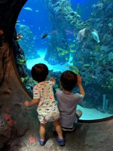 attractions at Mississippi Aquarium