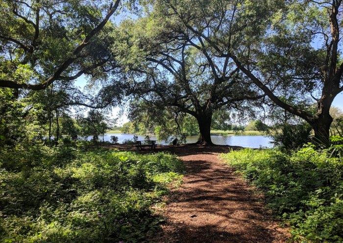 Forest in City Park, New Orleans