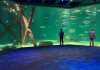 Shark Tank at the Aquarium
