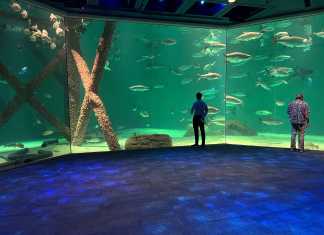 Shark Tank at the Aquarium