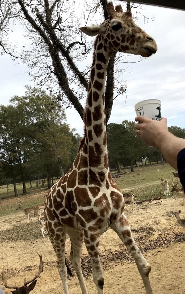 zebra, giraffe
